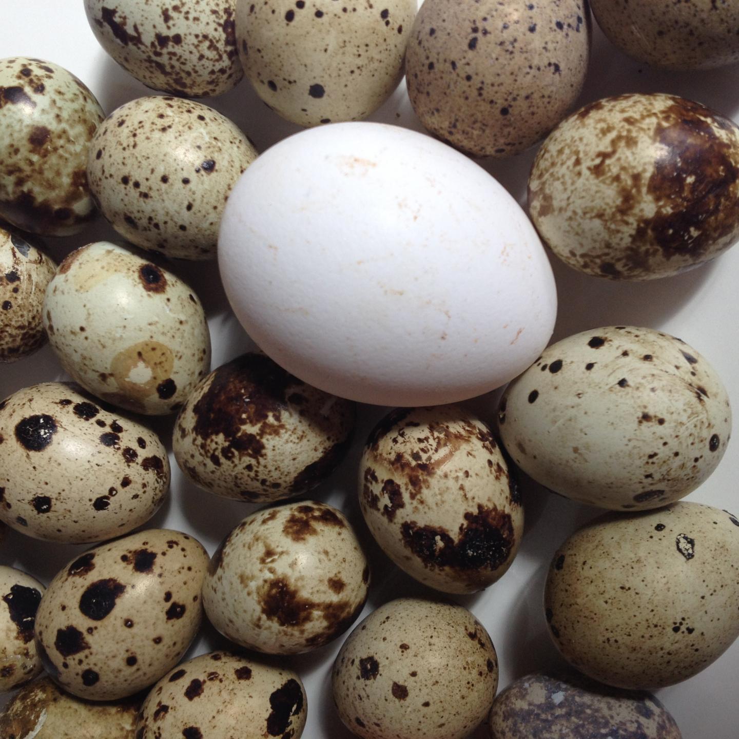 quail bird eggs